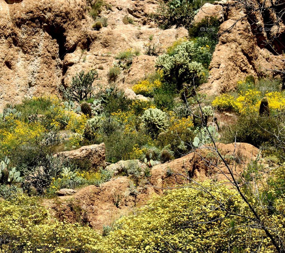 Cacti, Rocks and Spring Flowers