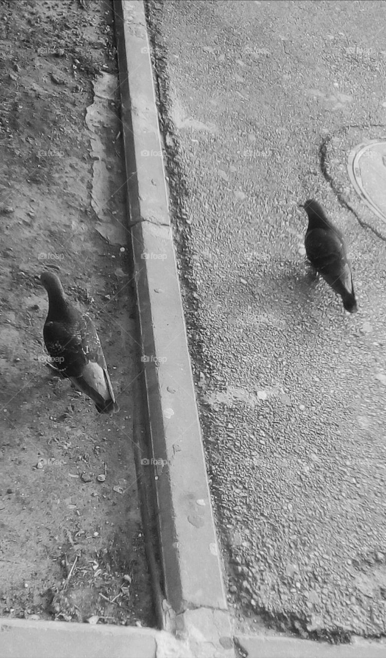 Two grey doves walking in street on asphalt
