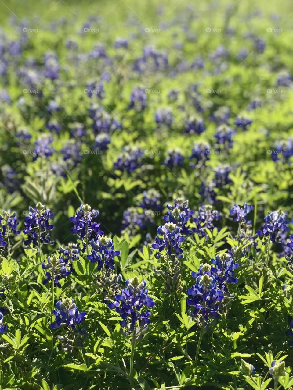 Blue bonnet flowers 
