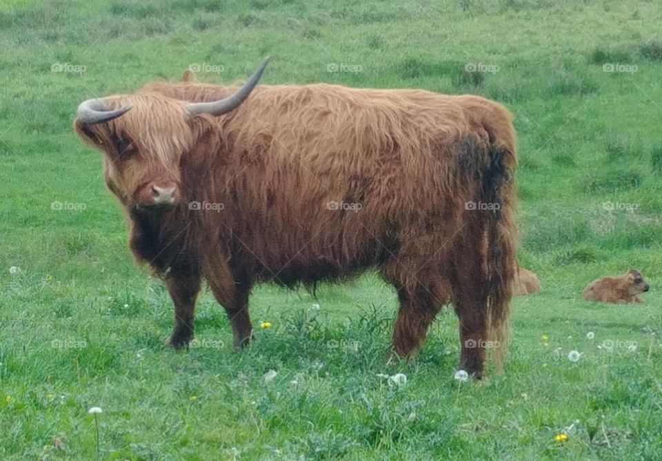 schottisches highland cow kuh rind bulle bull