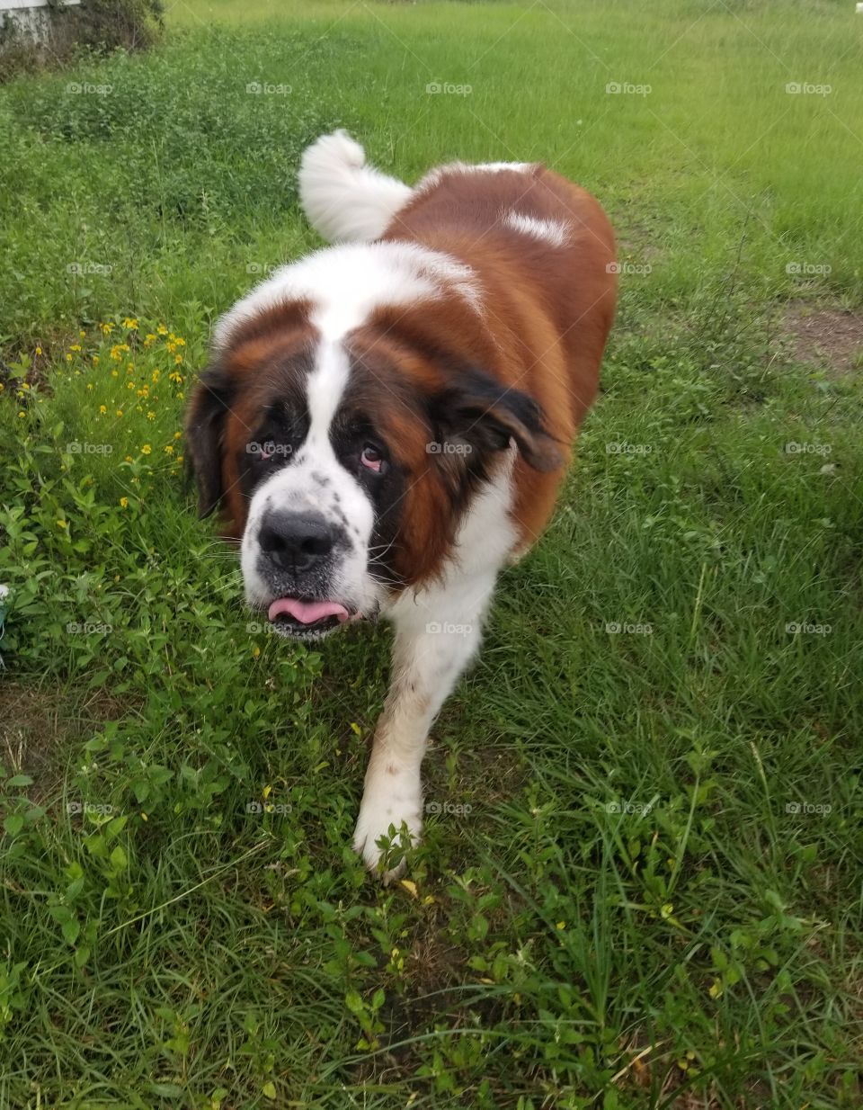 st. bernard