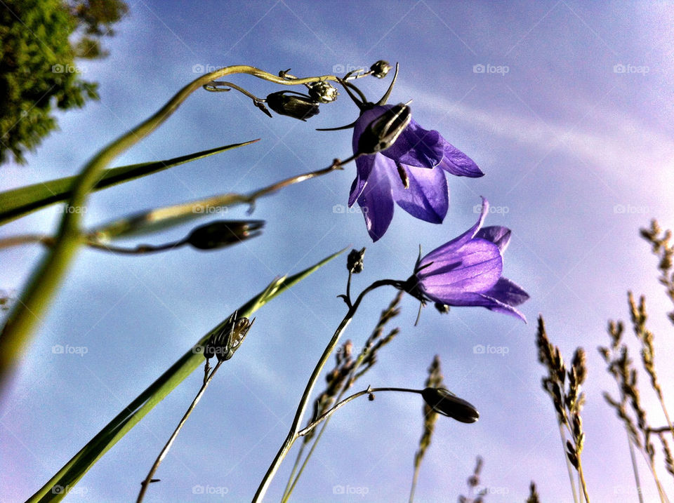 Low angle view of purple flowers