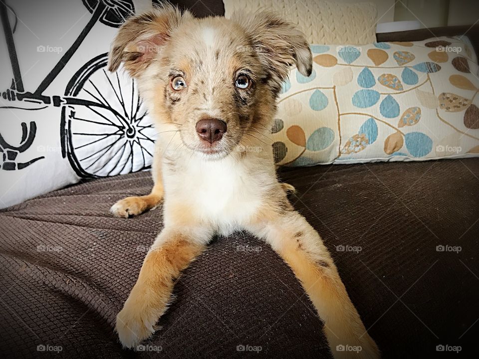 Miniature Australian Shepard Posing On The Couch 