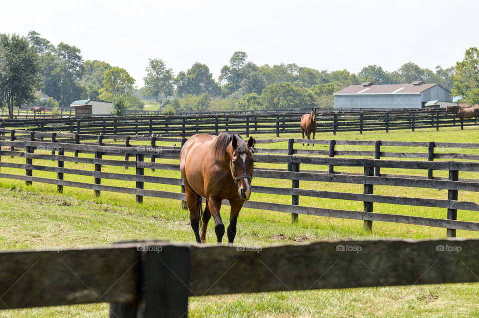 Fenced horse field in the countryside during summer