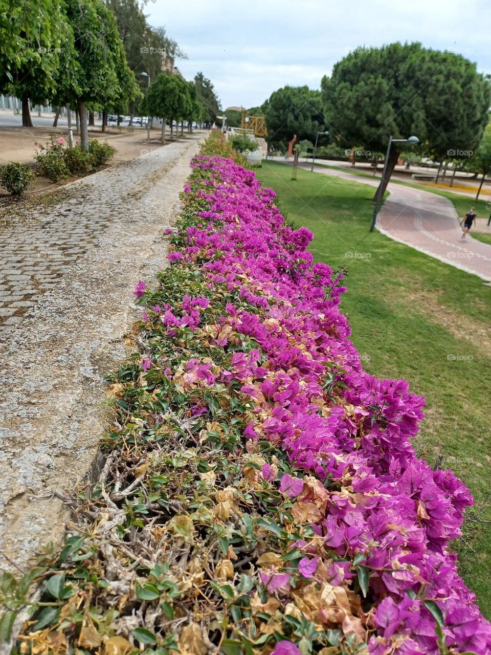 caminos de primavera
