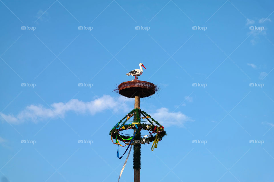 Stork 