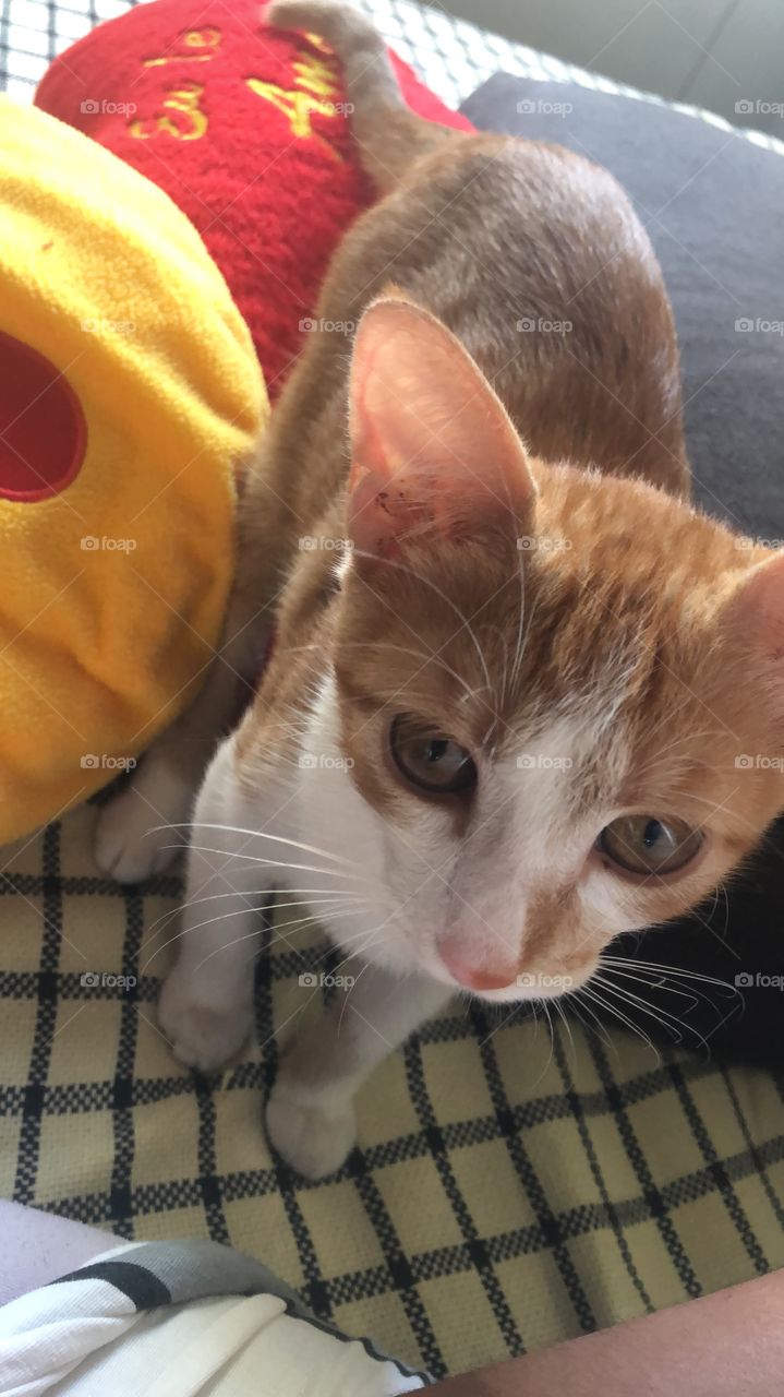 Gatinho