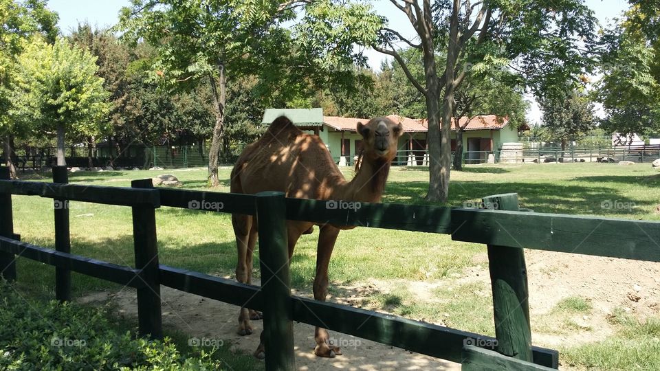 camel pose