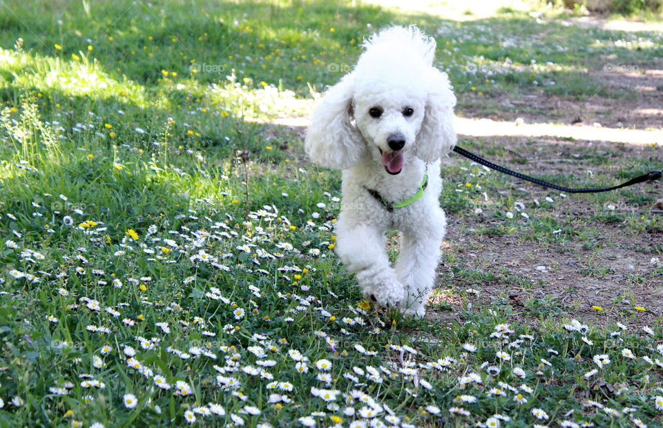 Spring walk with your dog