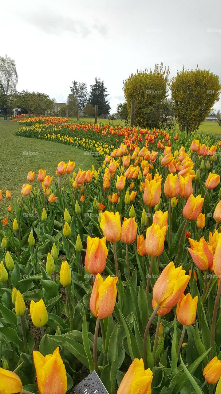 Tulip Time