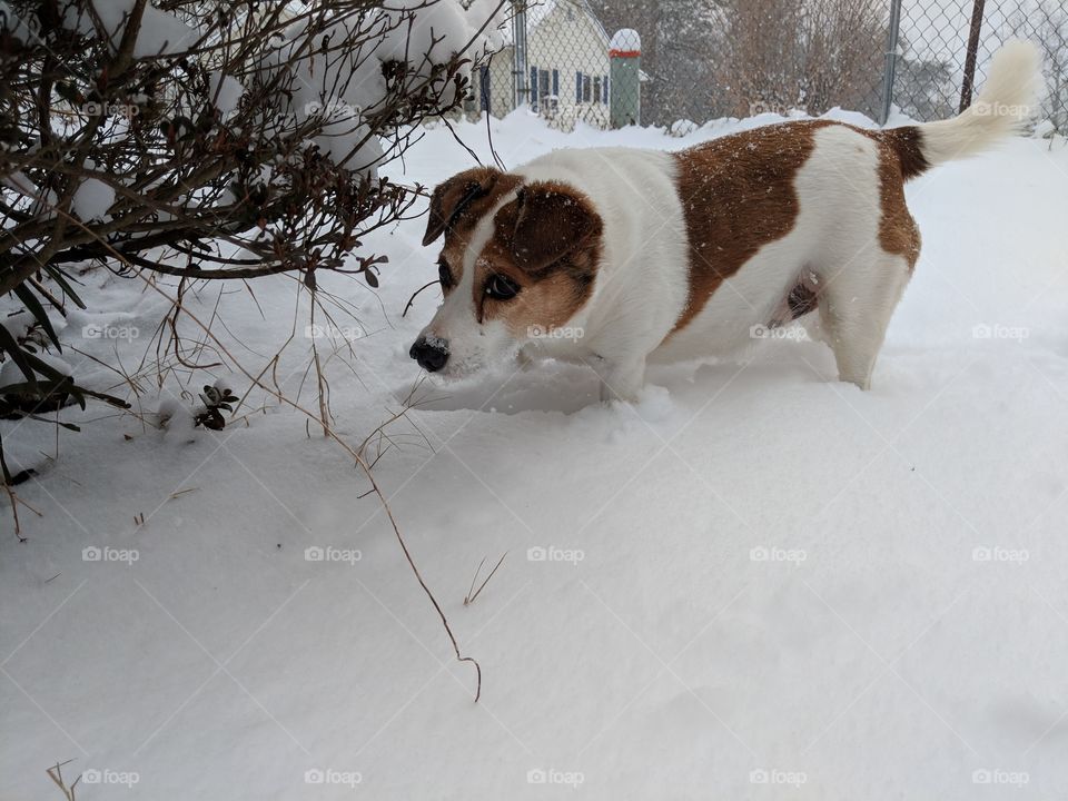 Winter, Snow, Cold, Dog, Cute