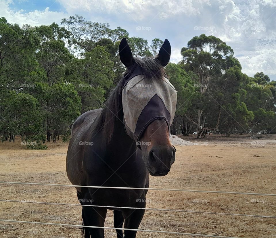 a horse craving attention from the world