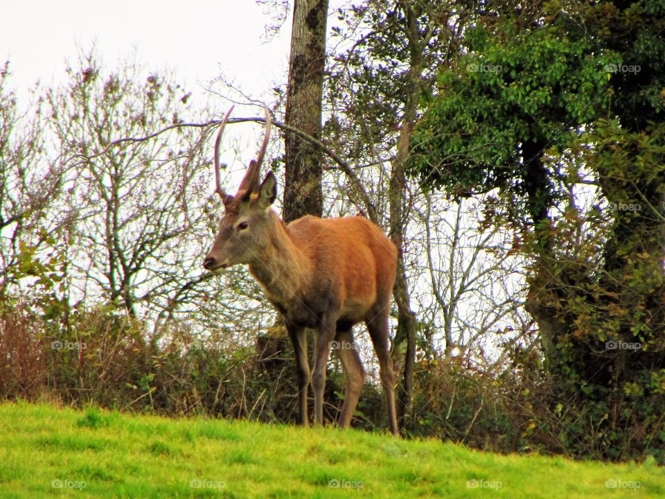 roaming Exmoor