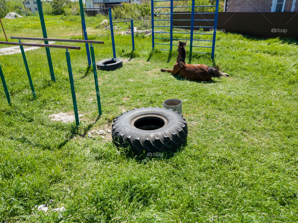 The horse is resting on the yard area.