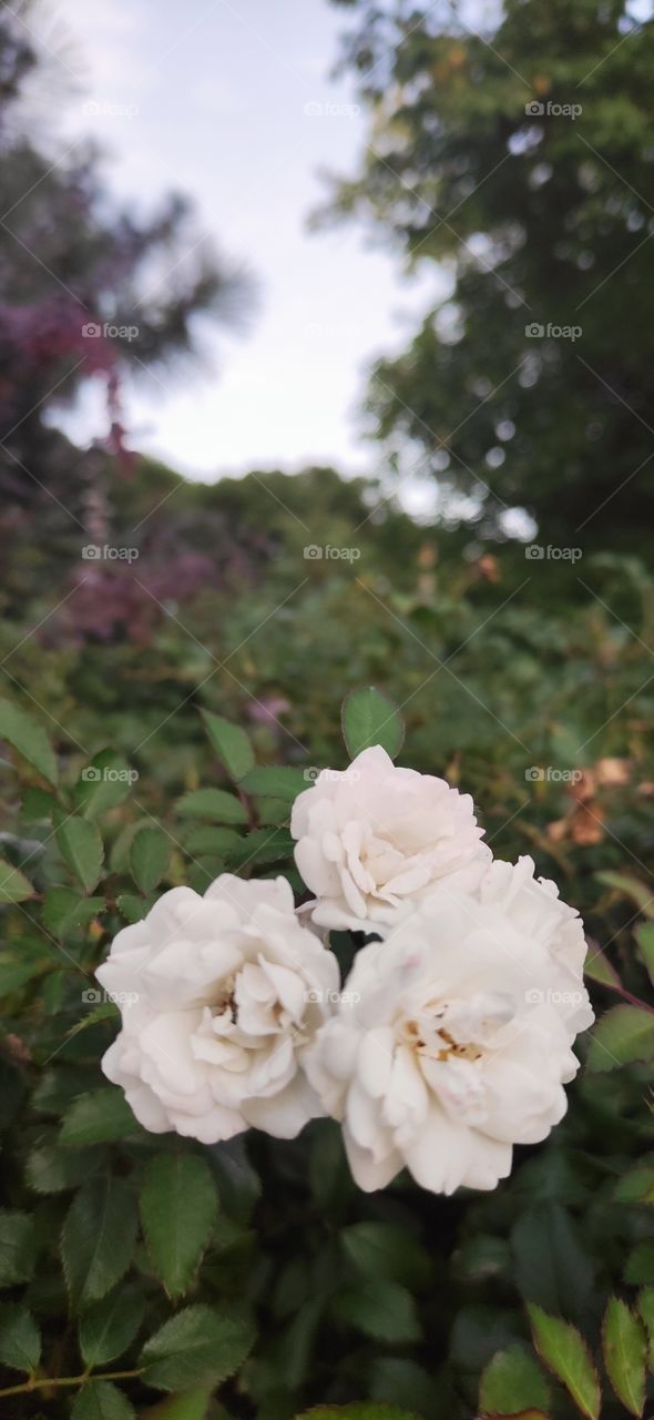 "Climbing iceberg" variety of white spray rose