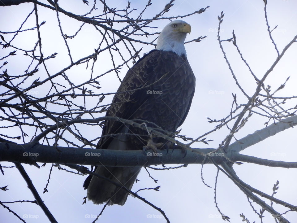 American Bald Eagle