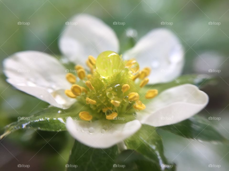 strawberry flower