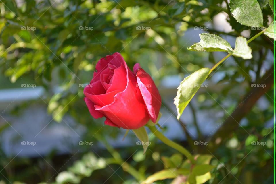 Roses garden. my rose garden