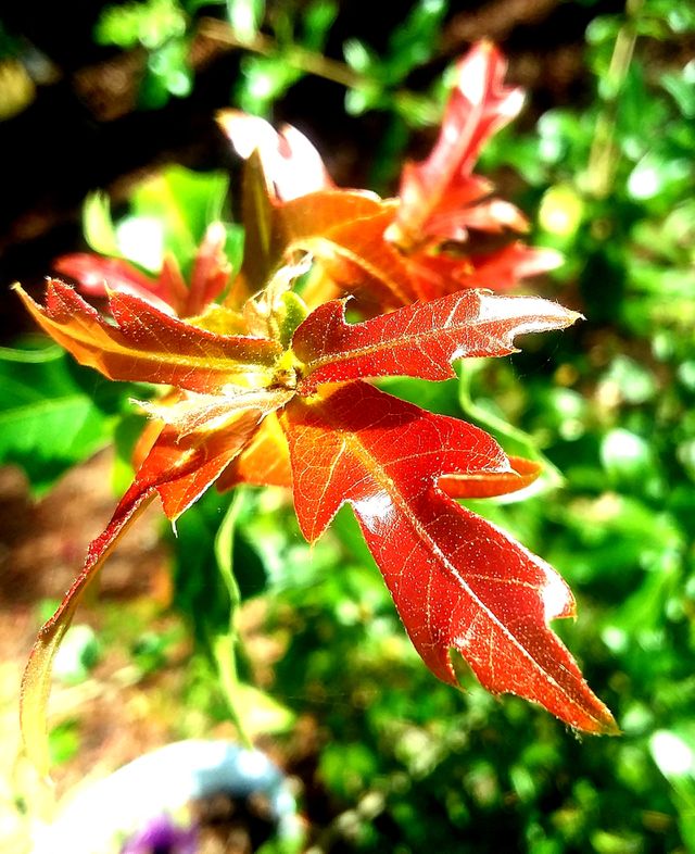 fall foliage