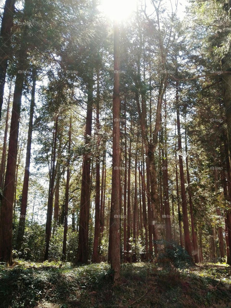 Enchanted lens exploring forest with tall trees and sunbeams