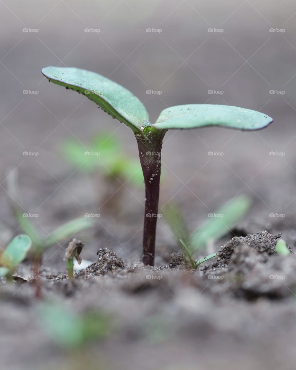 Sunflower seedling