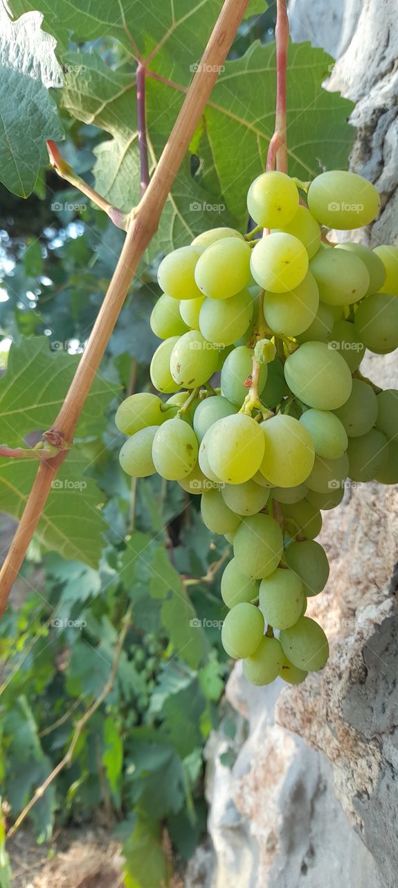 grap in Jordan 🇯🇴