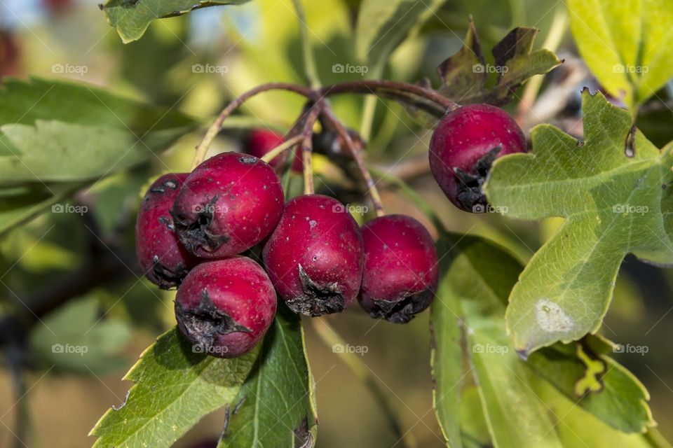 Hawthorn berries.