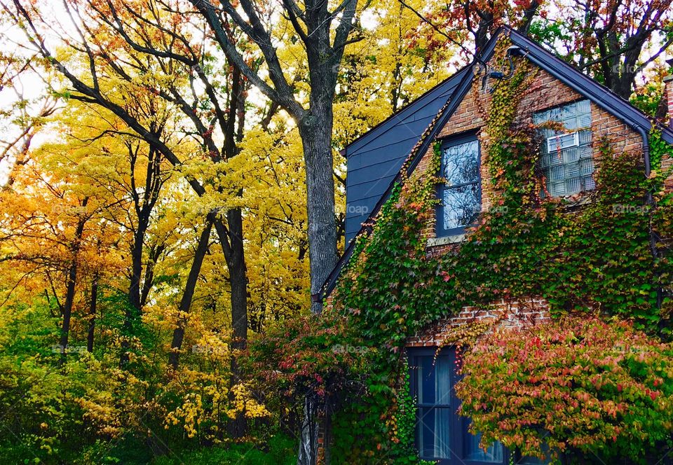 Little house in the woods