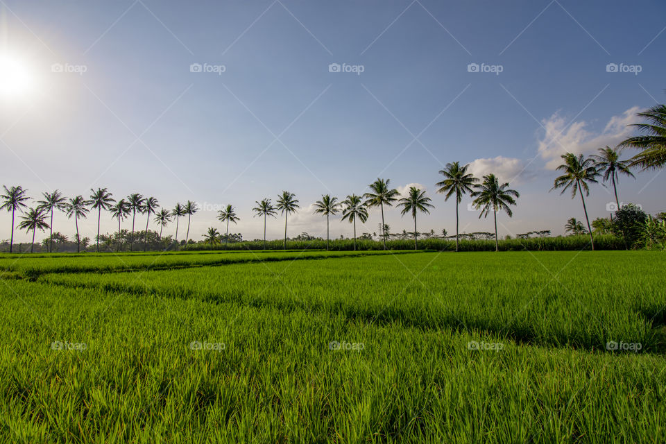 views of green rice fields and coconut trees