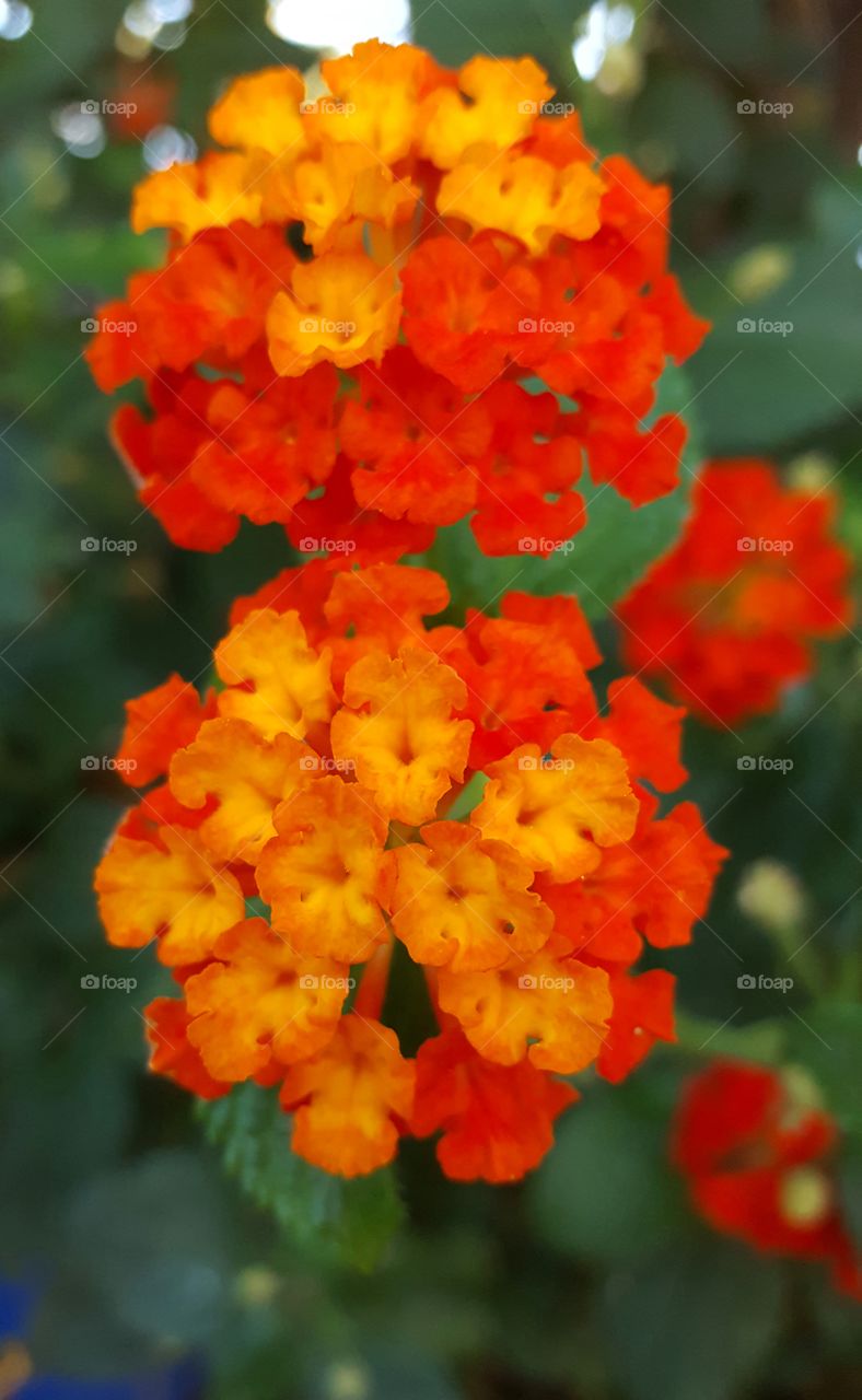 Close-up picture of lantana flowers, also known as Spanish flag