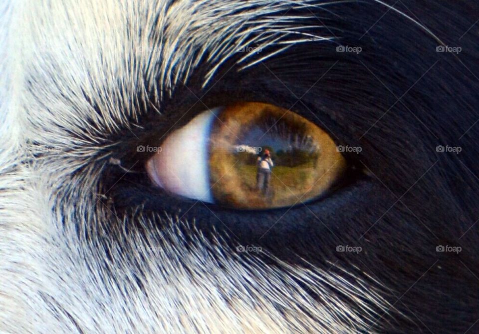 dog eye reflection