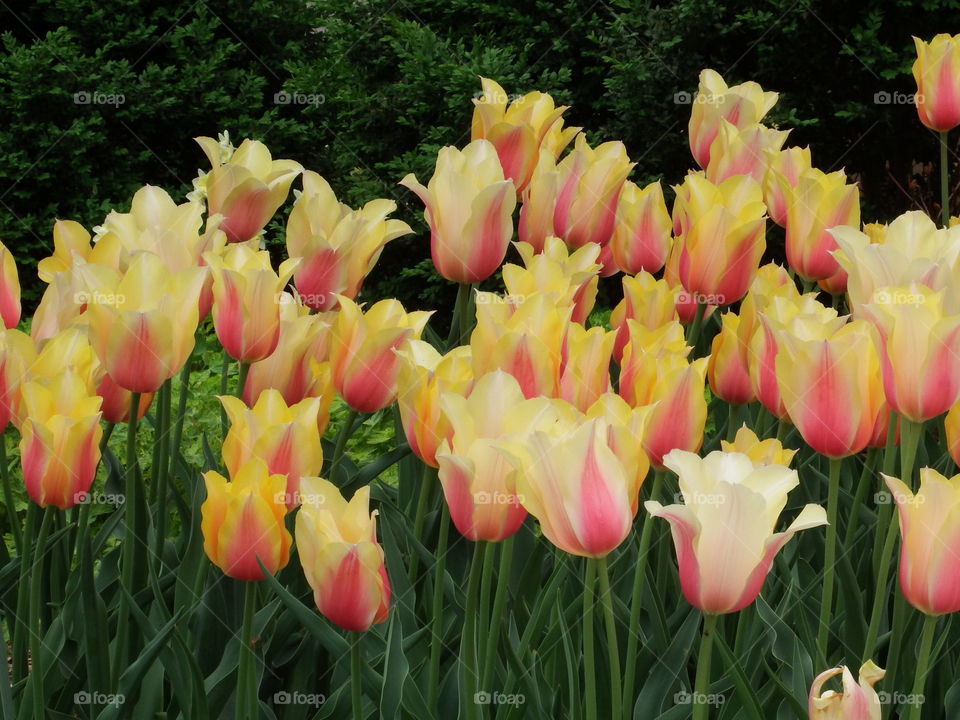 beautiful tulip garden