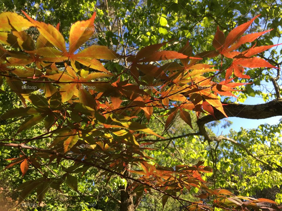 Sunlight through leaves