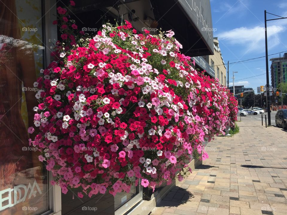 Bright hanging flower basket arrangements 