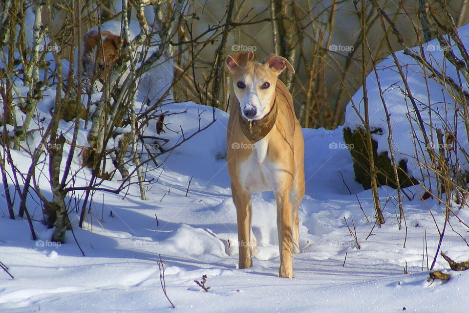 Dog standing in the snow