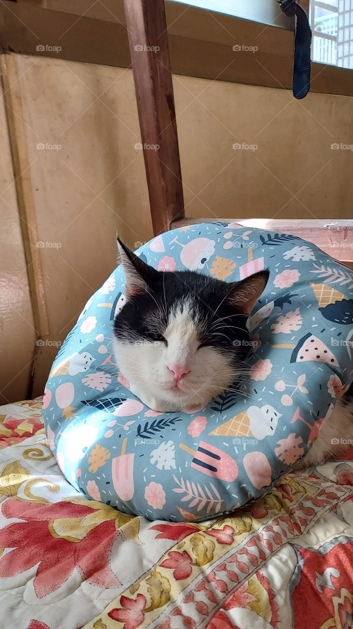 Oh! I have a pillow.