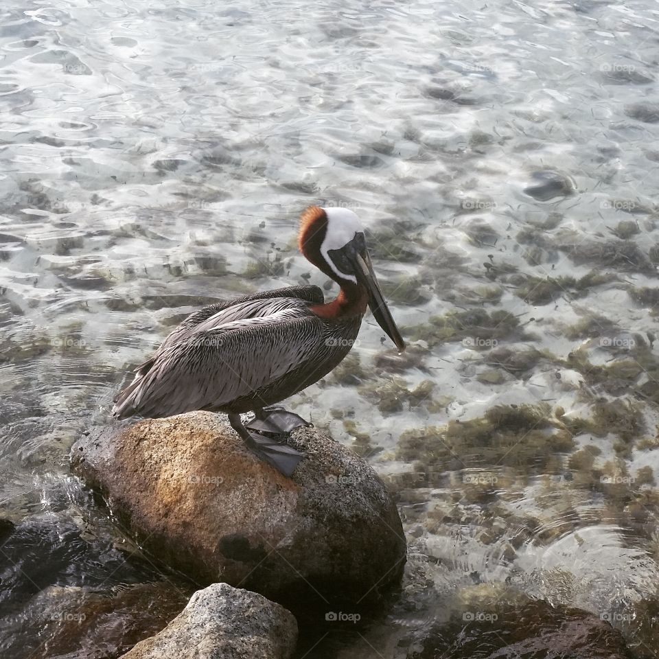 Pelican in Aruba . Aruba in November 2014, Pelican at Iguana Beach 