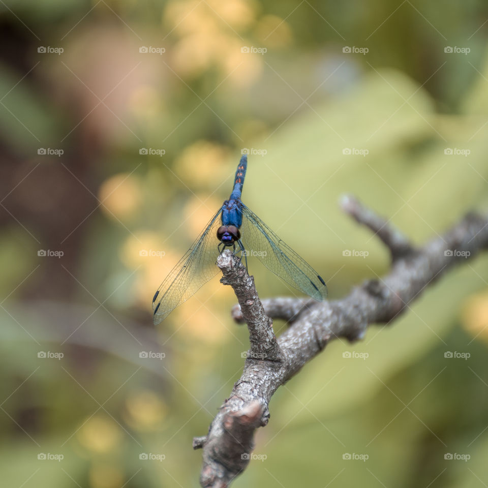 A beautiful blue and orange spotted perching dragonfly indicating the arrival of summer...