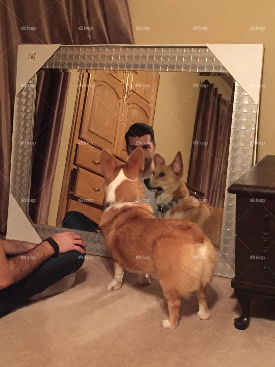 How much is that corgi in the window? 
