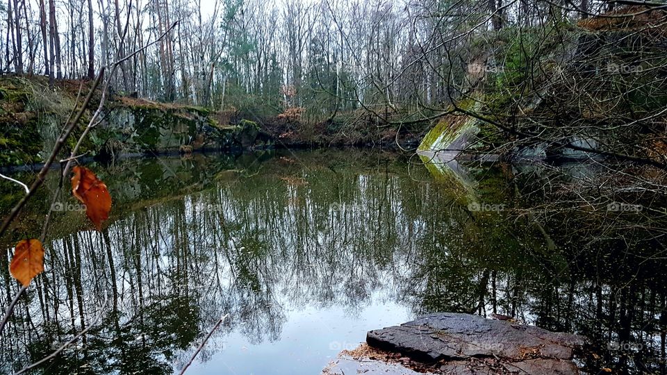 Somewhere in the forest