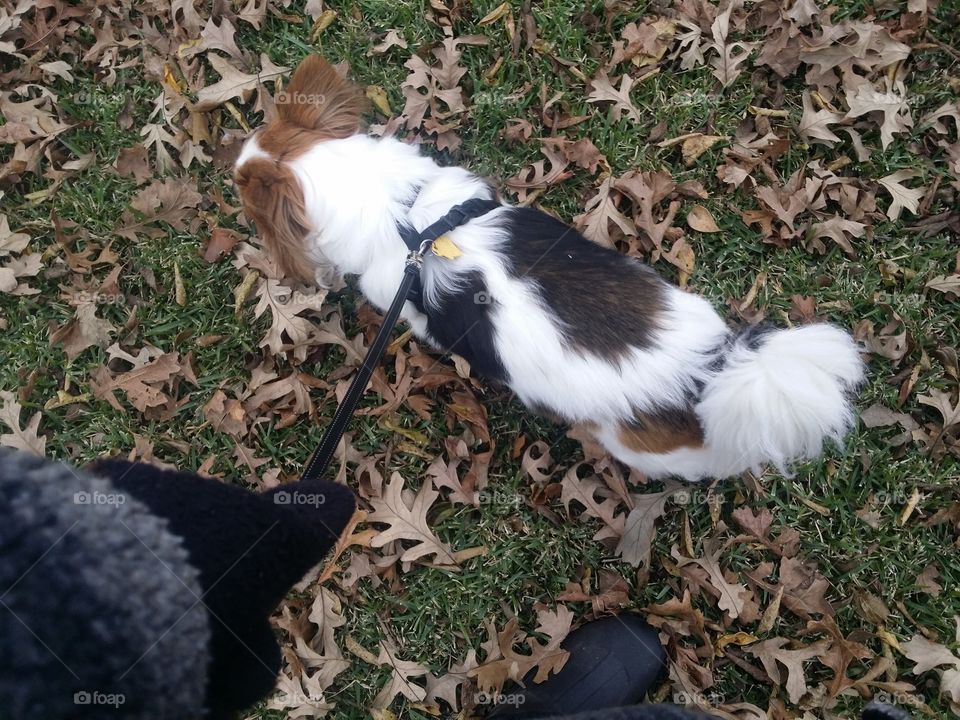 Walking in the Leaves