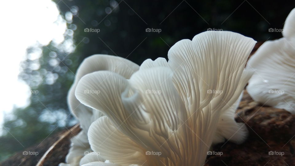 white mushroom