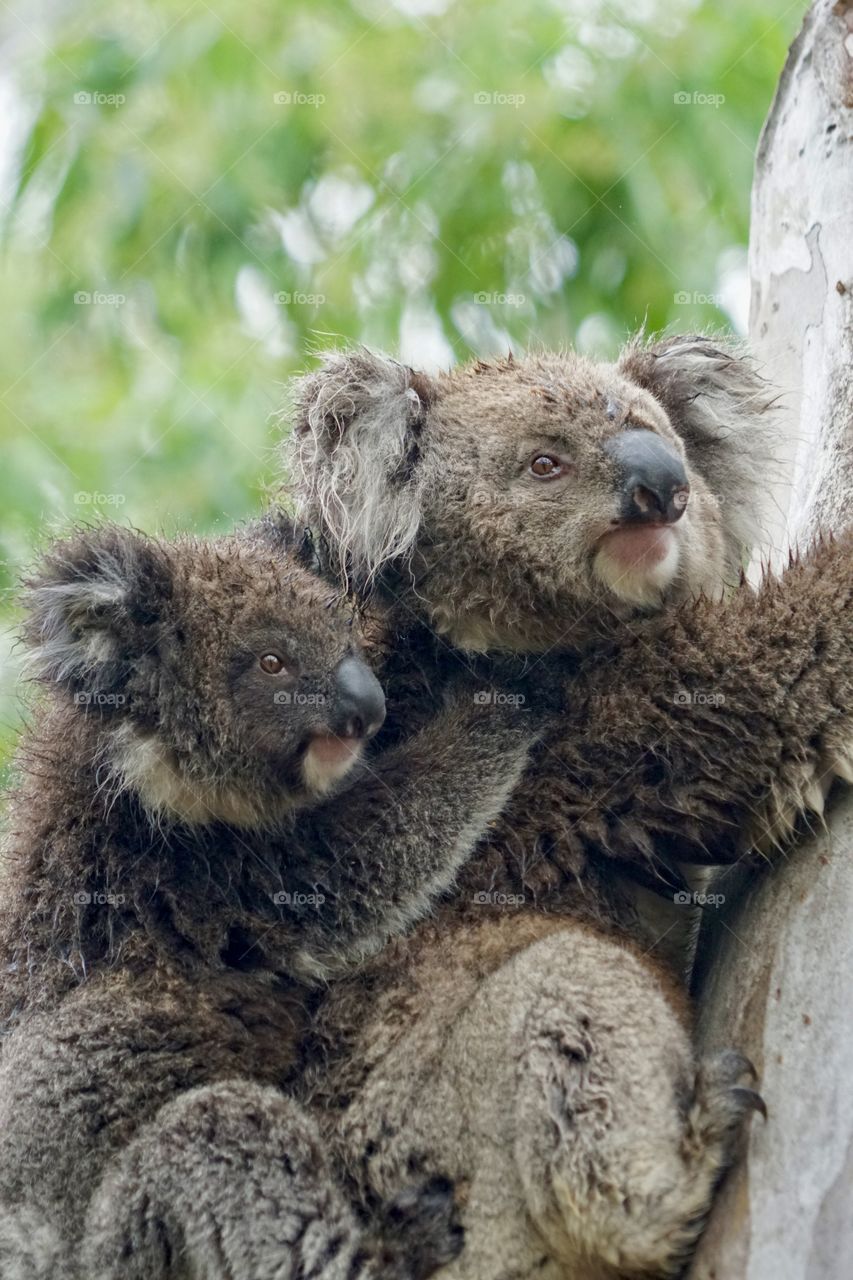 Koalas