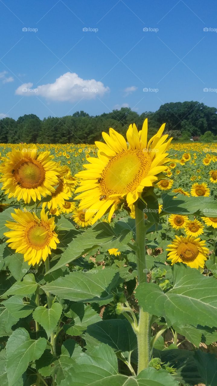 sunflowers in dorthea dix park Raleigh