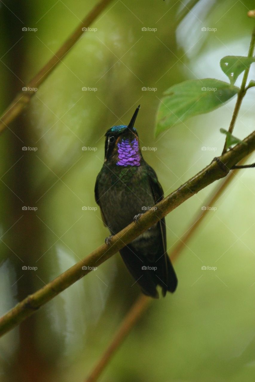 purple hummer