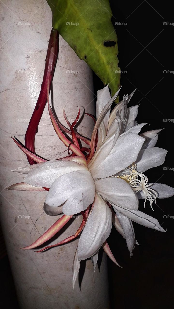 A beautiful flower open her eye at night only .