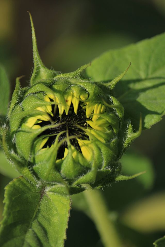 Closeup of a sunflower 