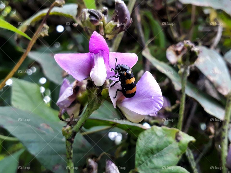 Insects and species of India