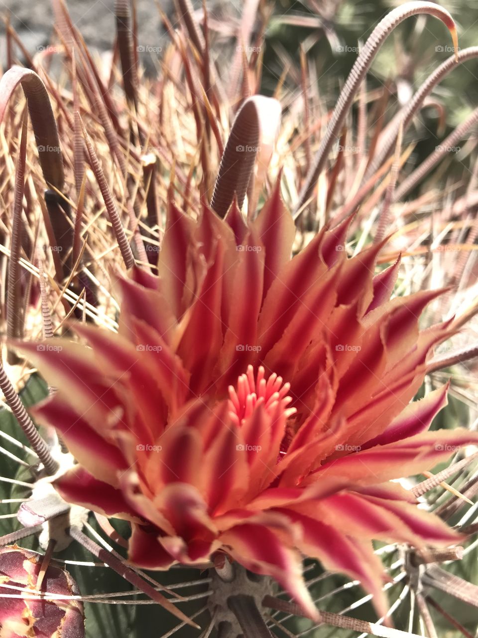 Lanzarote Spain Cactus flower
