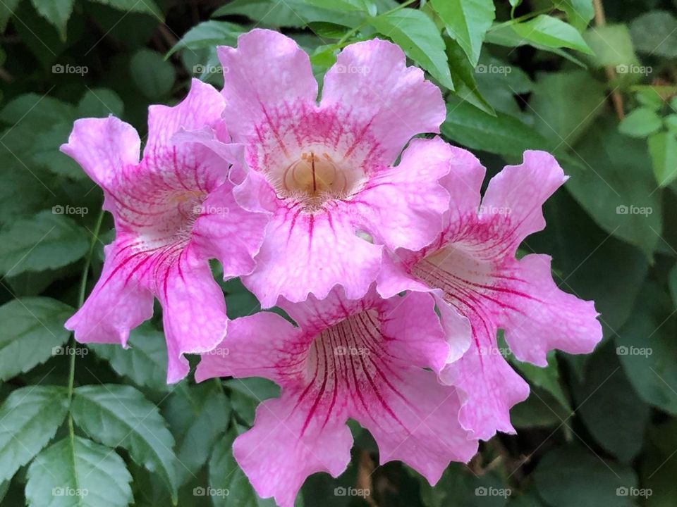 beautiful purple flowers